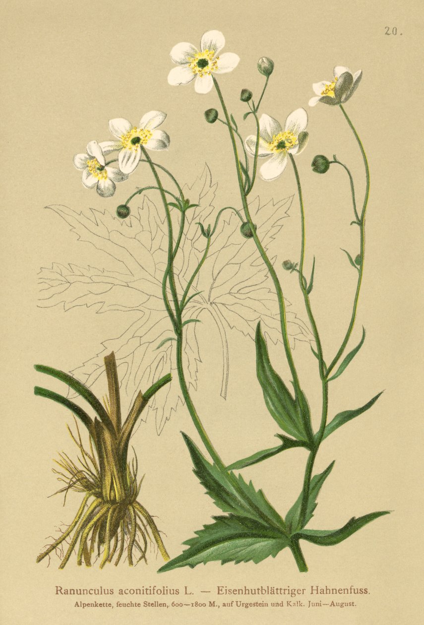 Botões Brancos Solteiros (Ranunculus aconitifolius) de German School