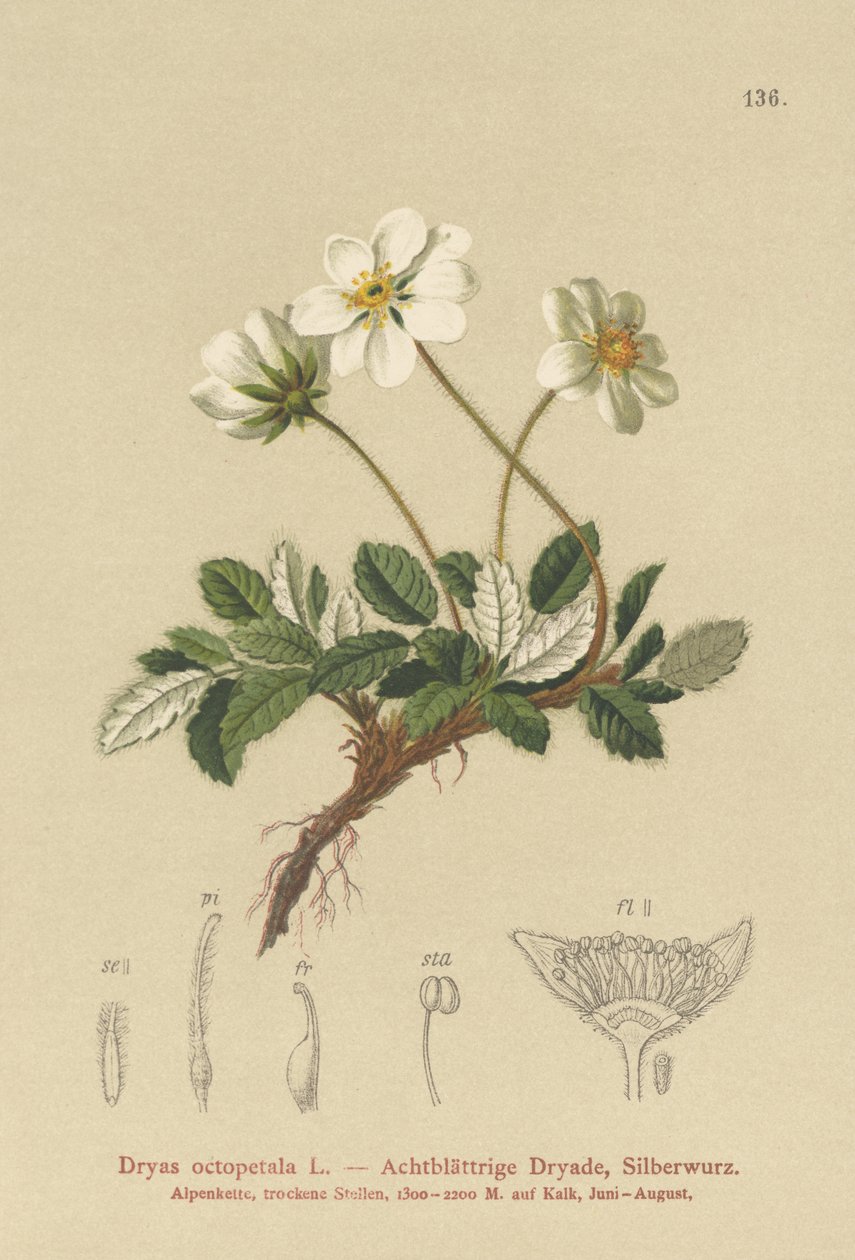 Dryas Brancas de German School