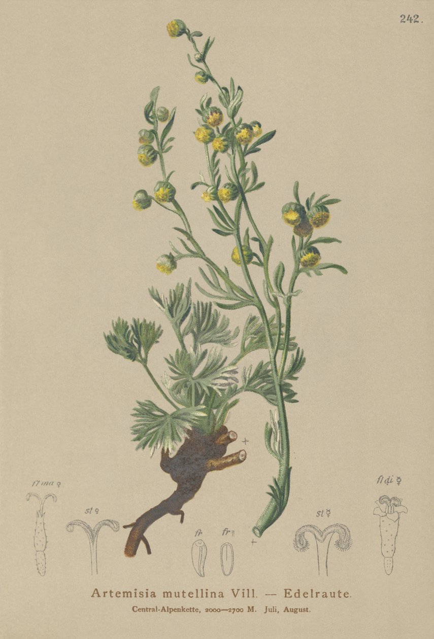 Genepi Branco (Artemisia mutellina, Artemisia umbelliformis) de German School