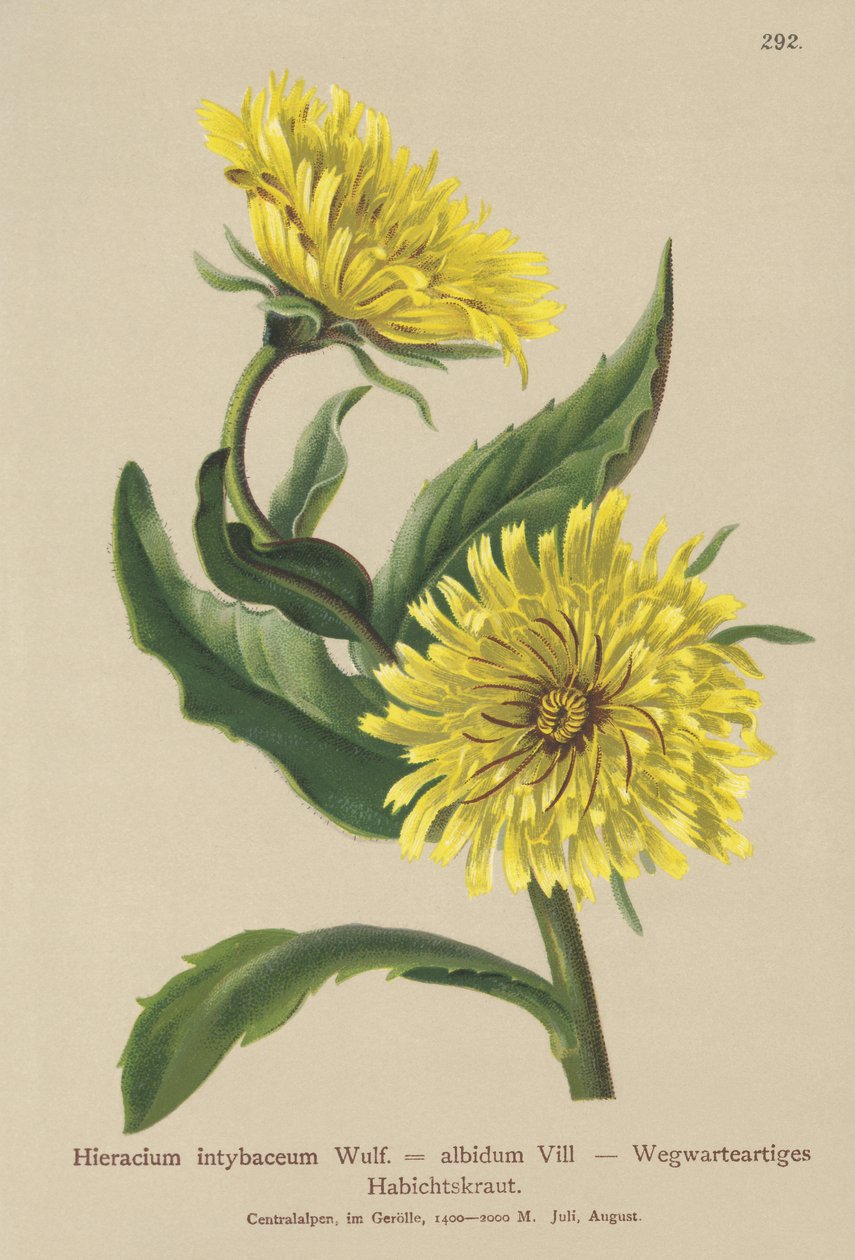 Hawkweed branco (Hieracium intybaceum) de German School