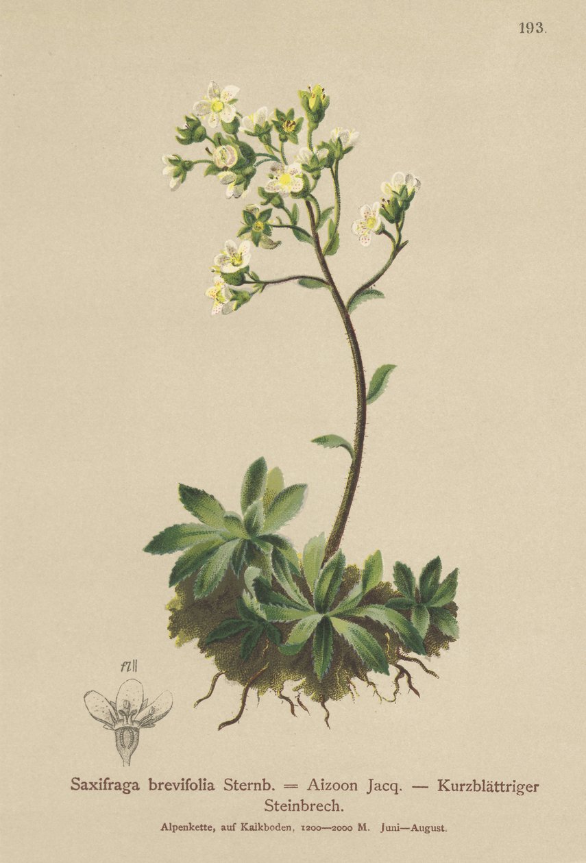 Saxifrage da montanha branca (Saxifraga brevifolia, Saxifraga Aizoon) de German School