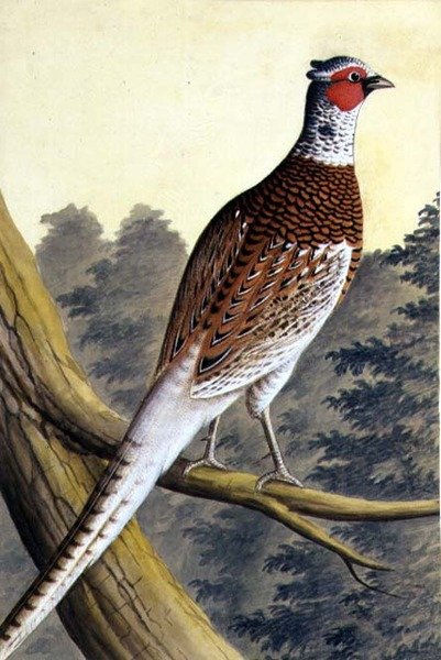 Faisão Branco, c.1740 (aguarela sobre papel) de German School