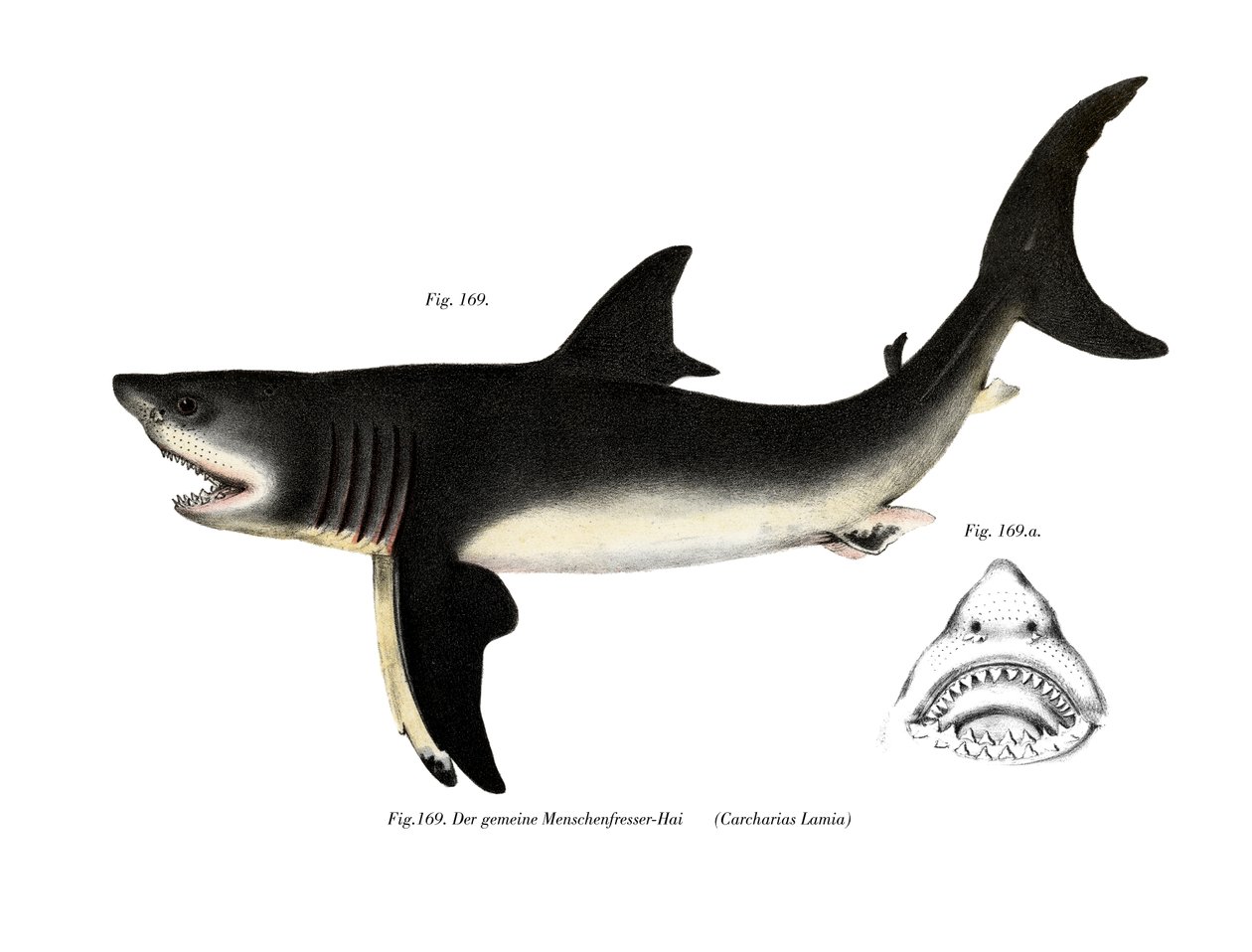 Tubarão Branco (cor litho) de German School