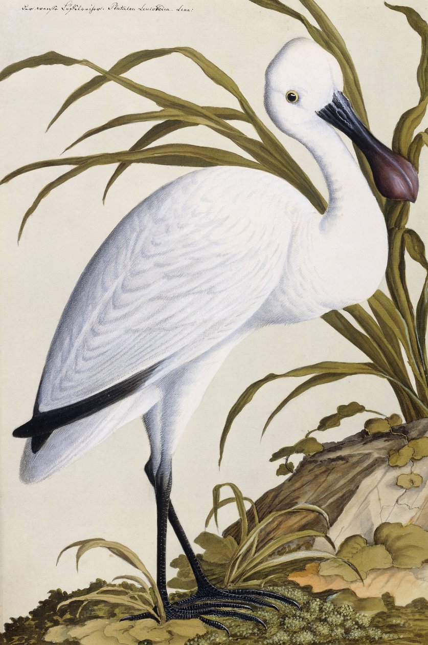 White Spoon Bill, 1750-1800 de German School