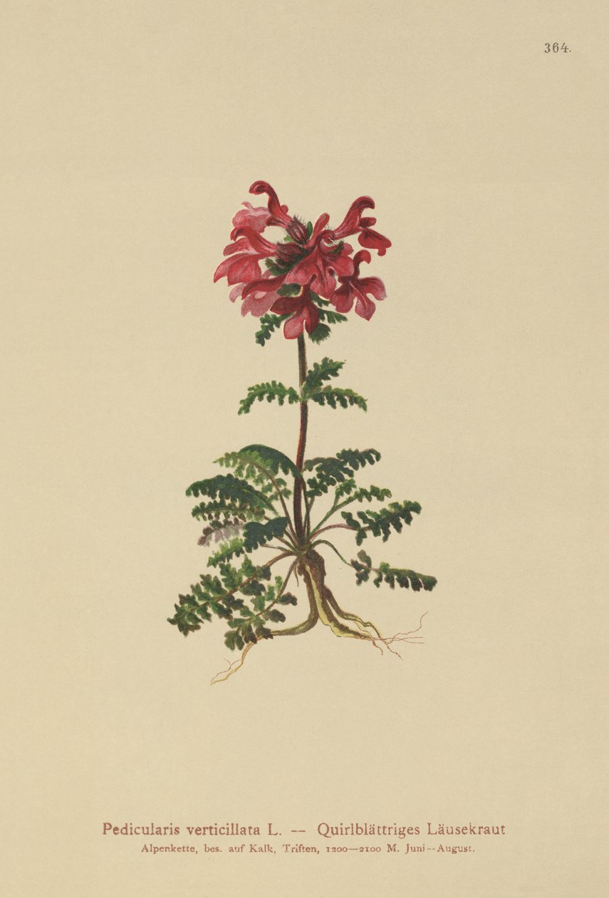 Lousewort Whorled (Pedicularis verticillata) de German School