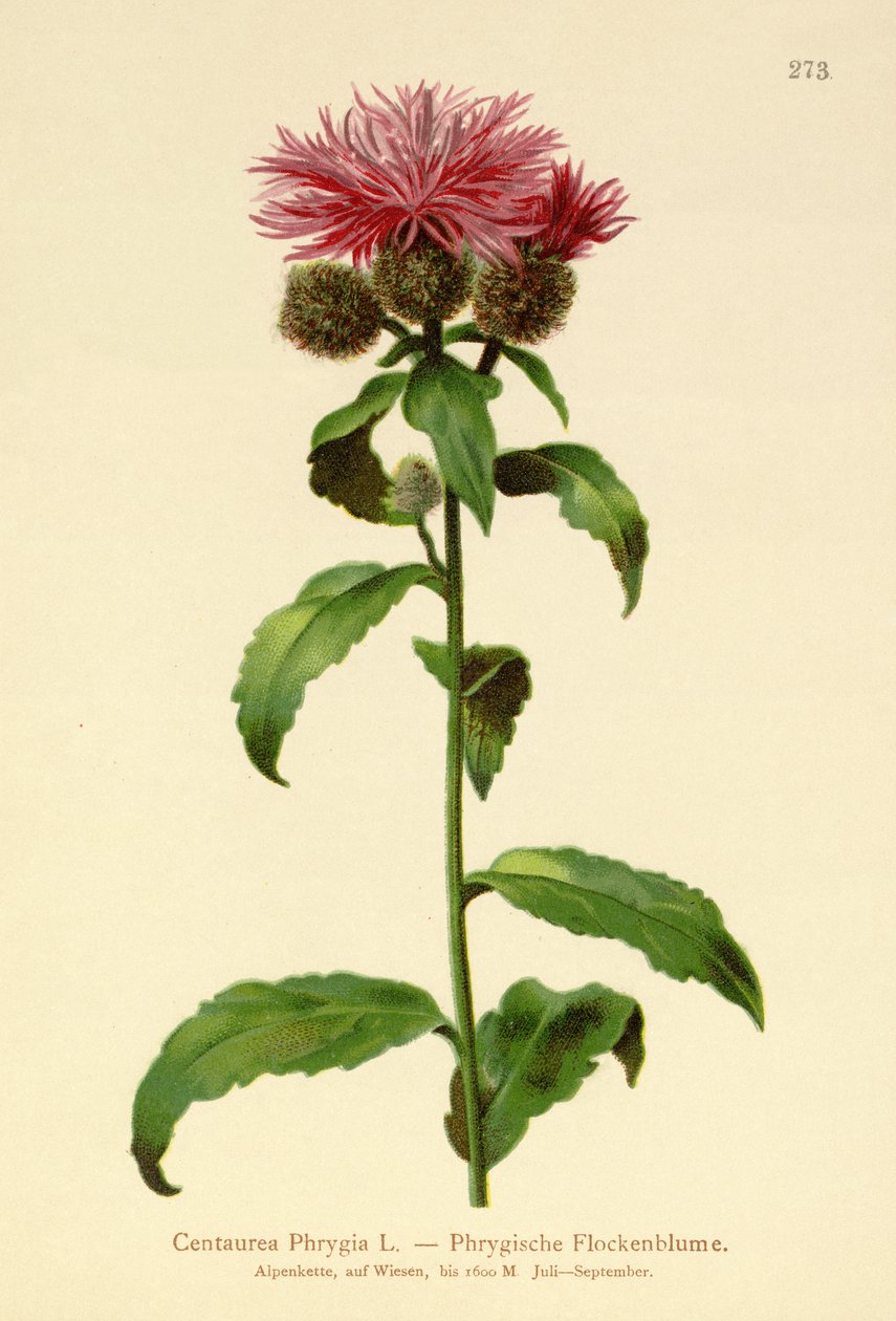 Peruca Knapweed (frica do Centaurea) de German School