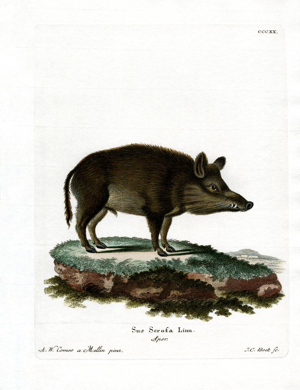 Javali (gravura colorida) de German School