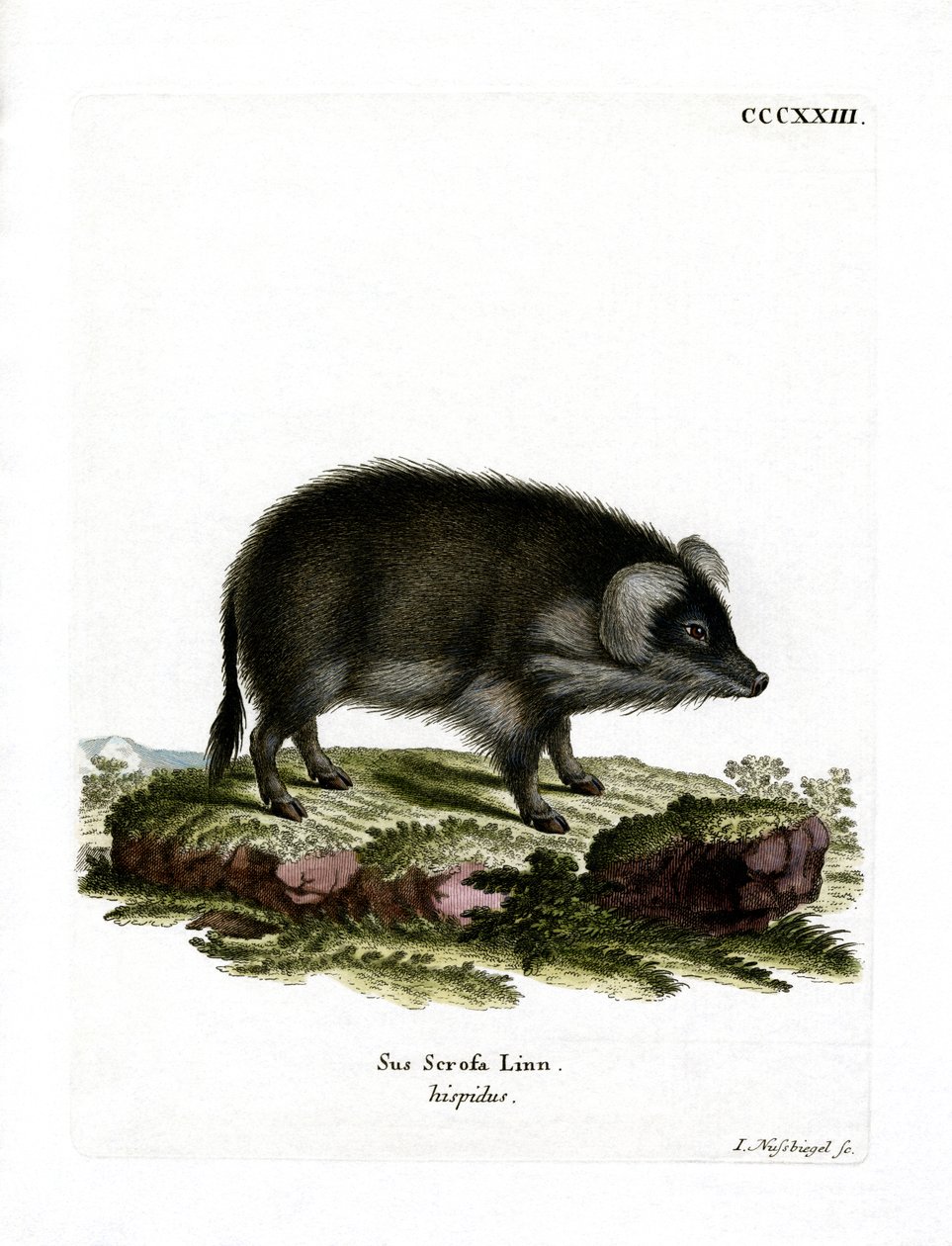 Javali (gravura colorida) de German School