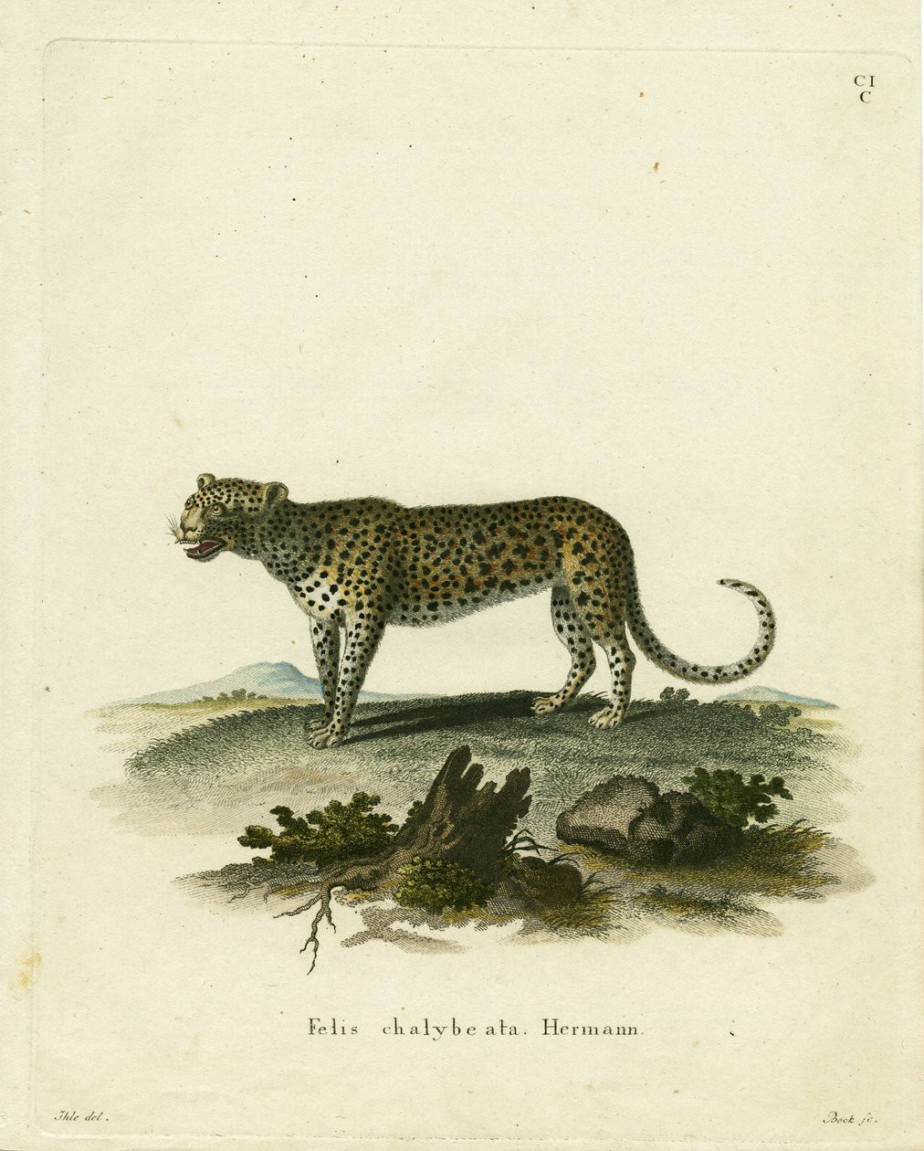 Wild Cat (gravura colorida) de German School