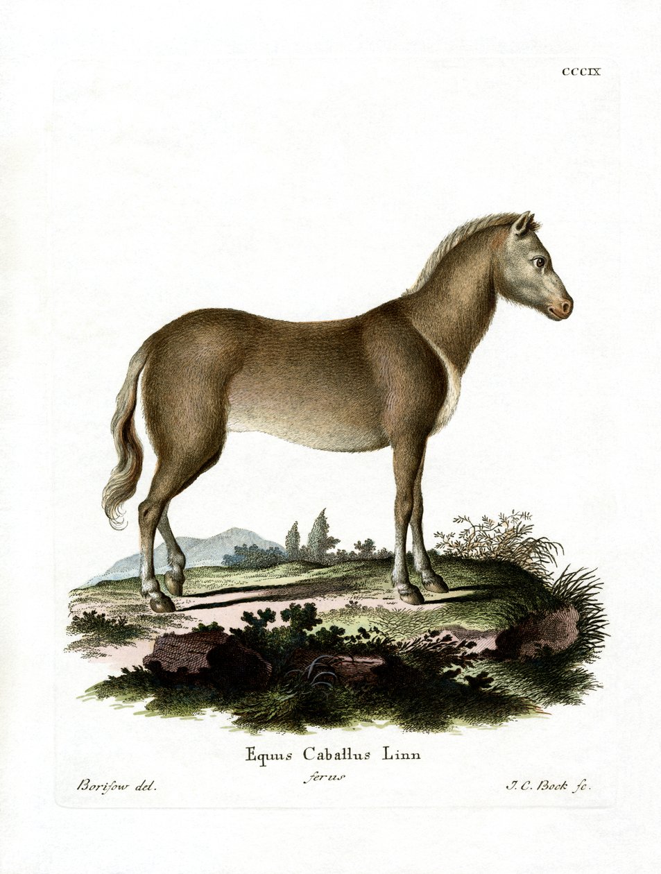 Wild Horse (gravura colorida) de German School