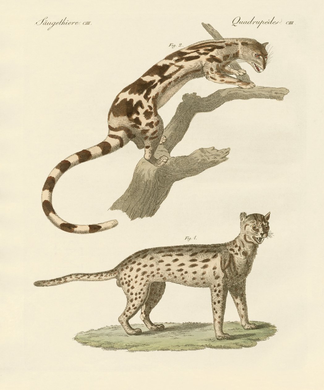 Animais selvagens de German School