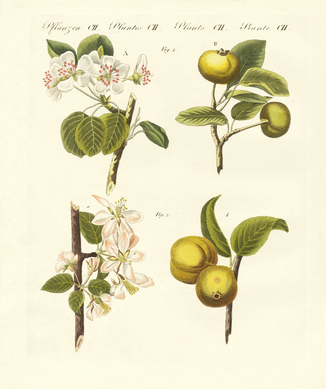 Tipos de frutas silvestres (gravura colorida) de German School