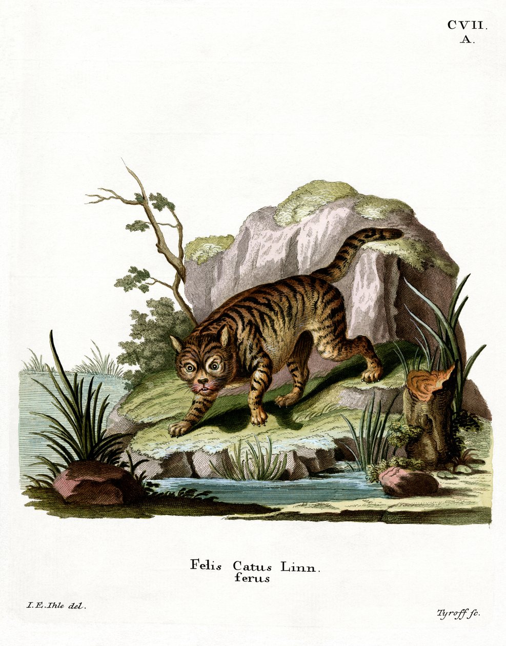 Wildcat (gravura colorida) de German School