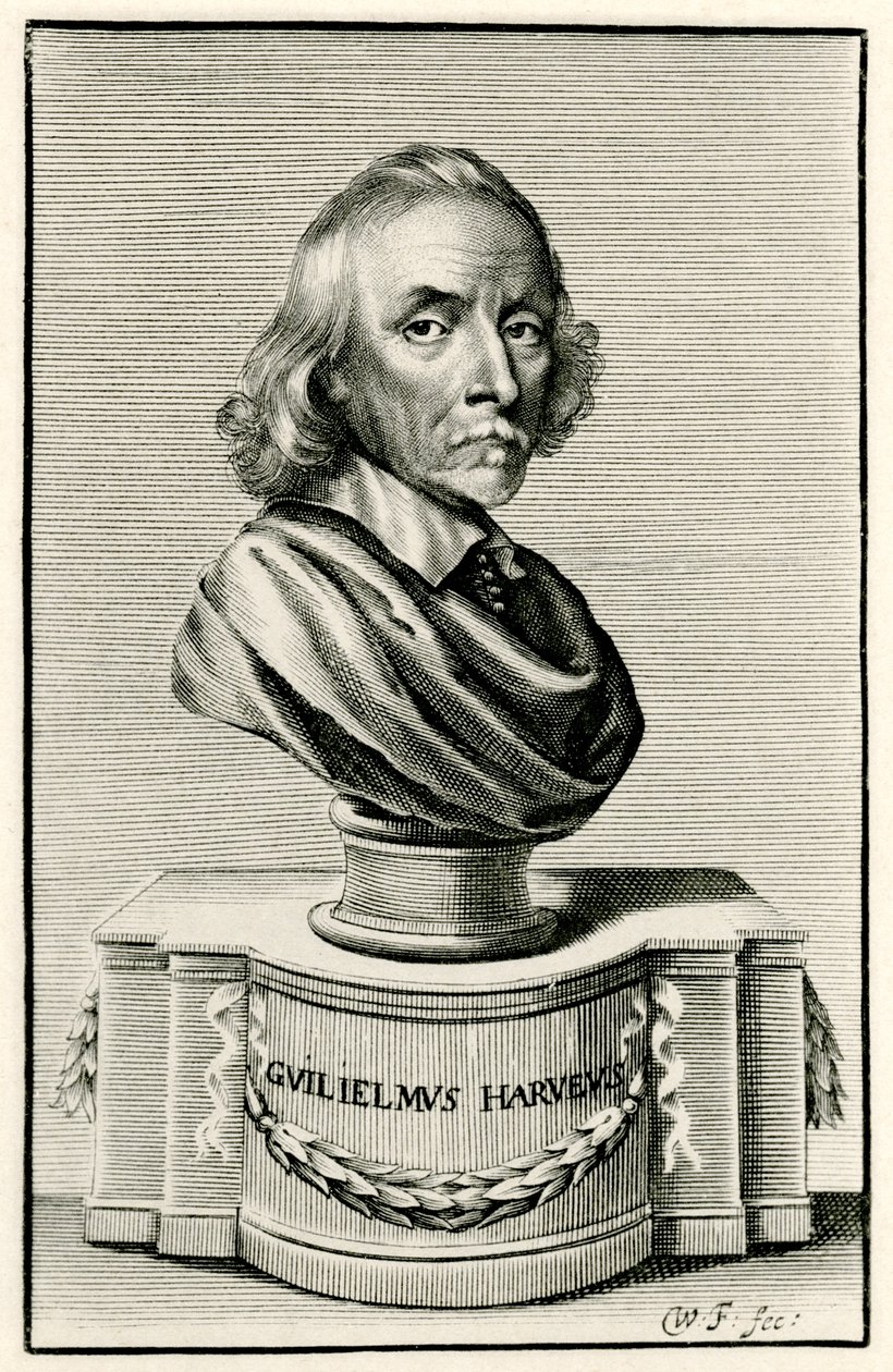 William Harvey de German School