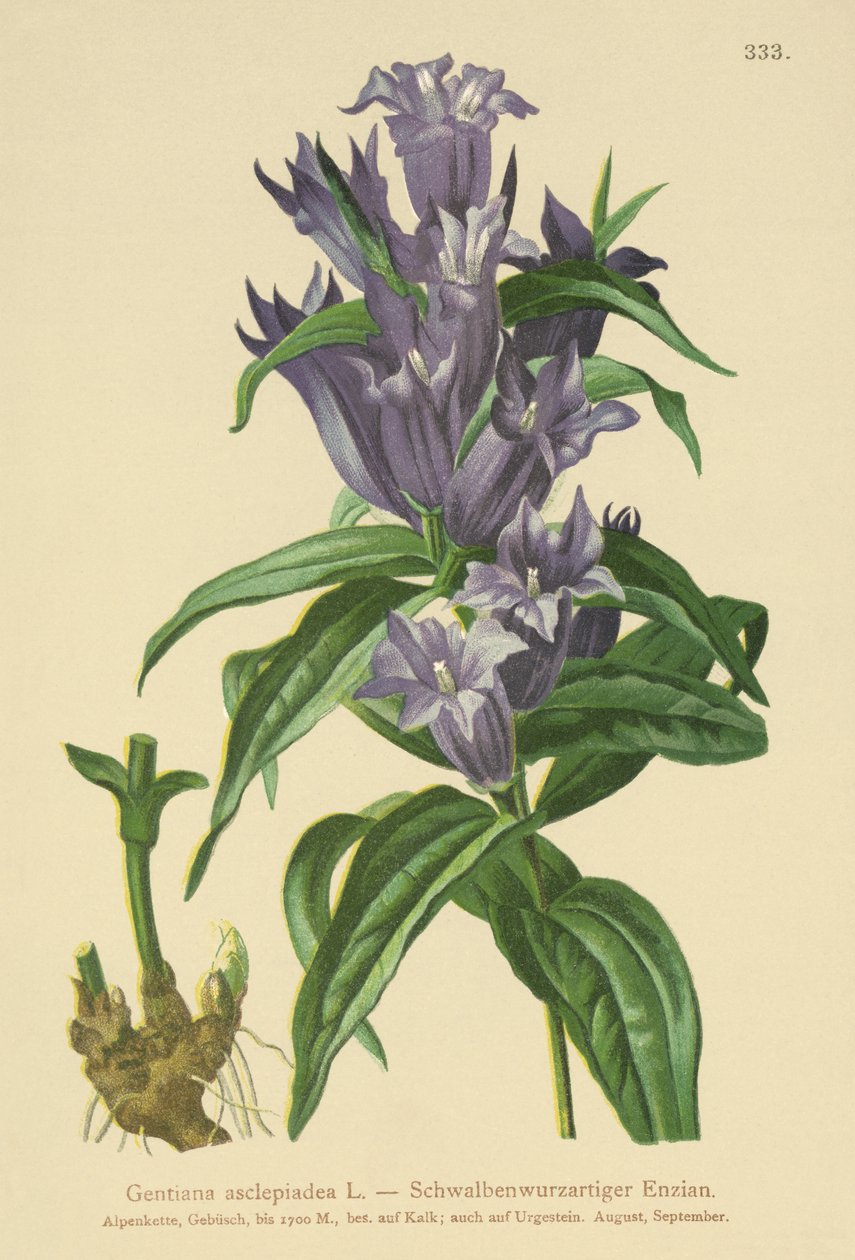 Genciana de salgueiro (Gentlia asclepiadea) de German School