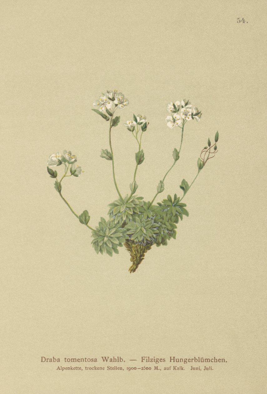 Grama de Wolley Whitlow (Draba tomentosa) de German School