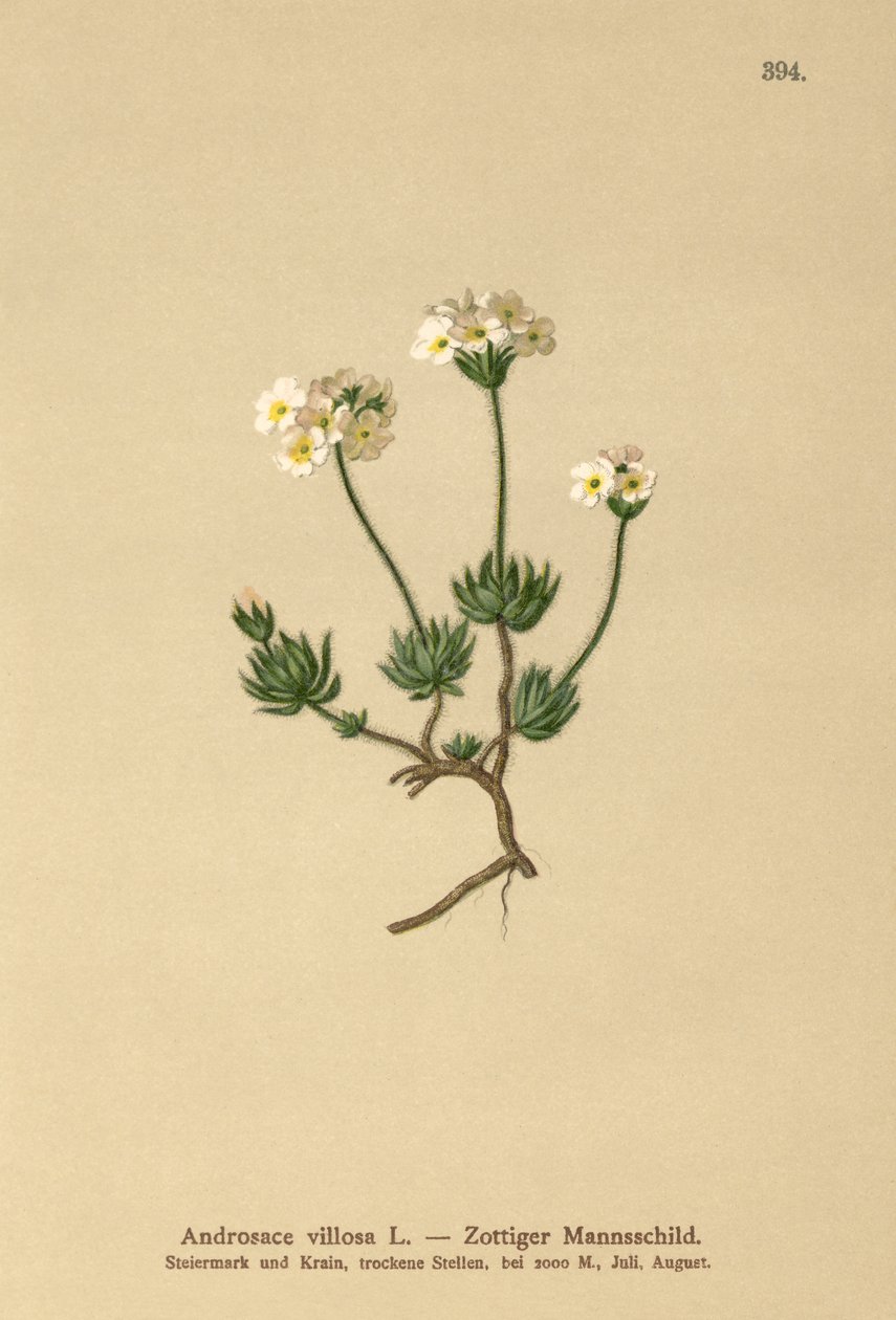 Wolly Rock Jasmine (vilosa de Androsace) de German School