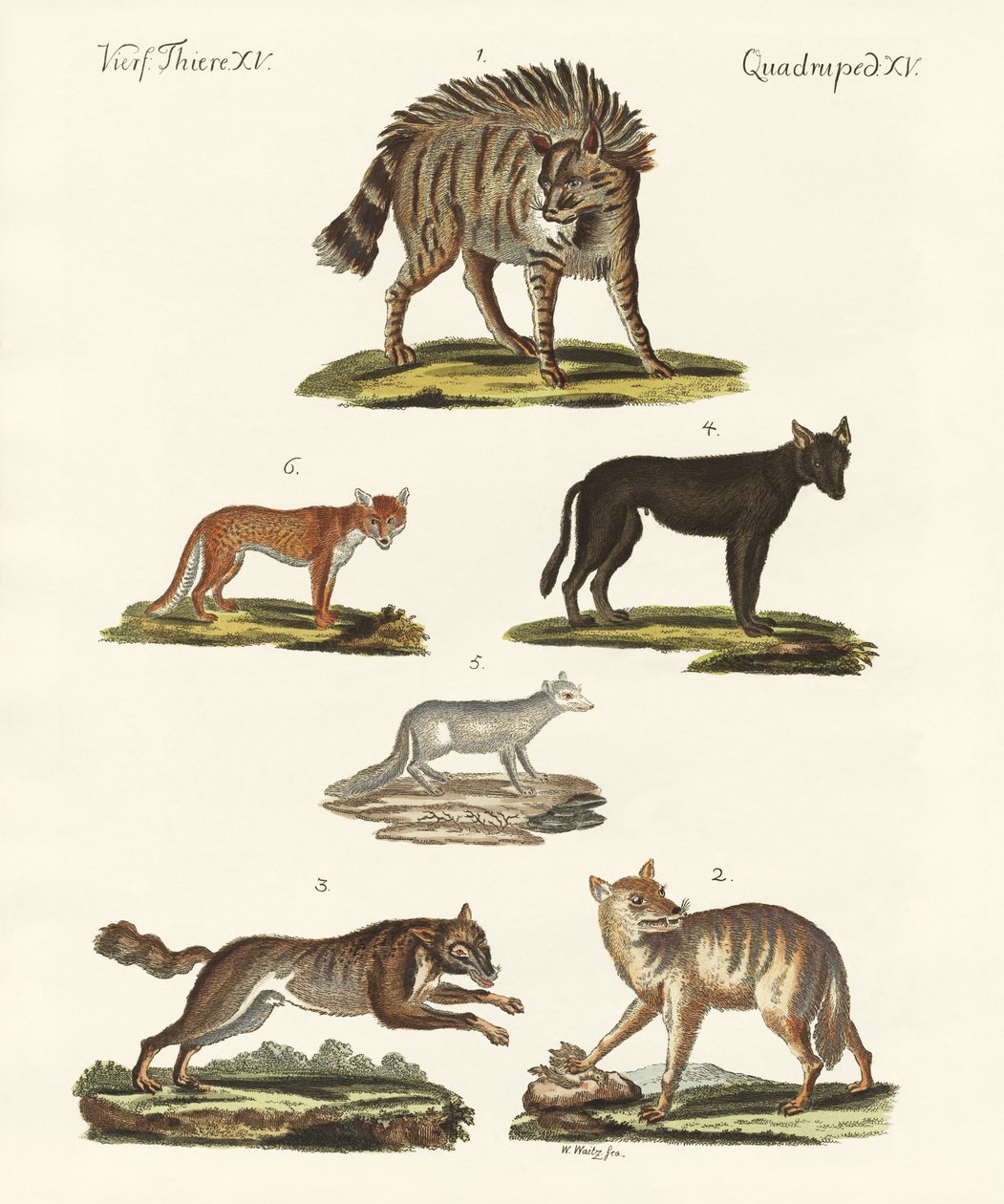 Lobos e raposas de German School