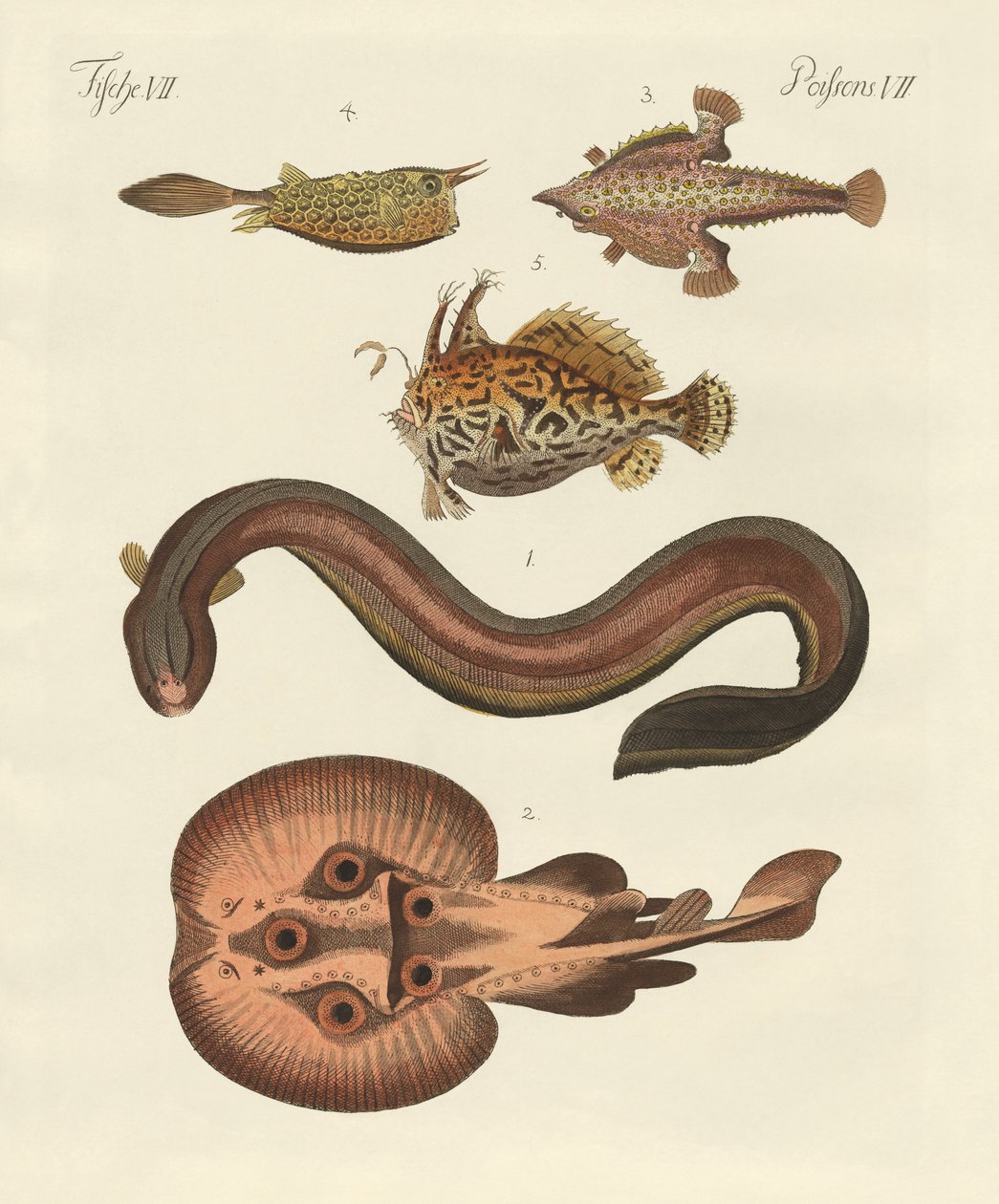 Peixe maravilhoso de German School