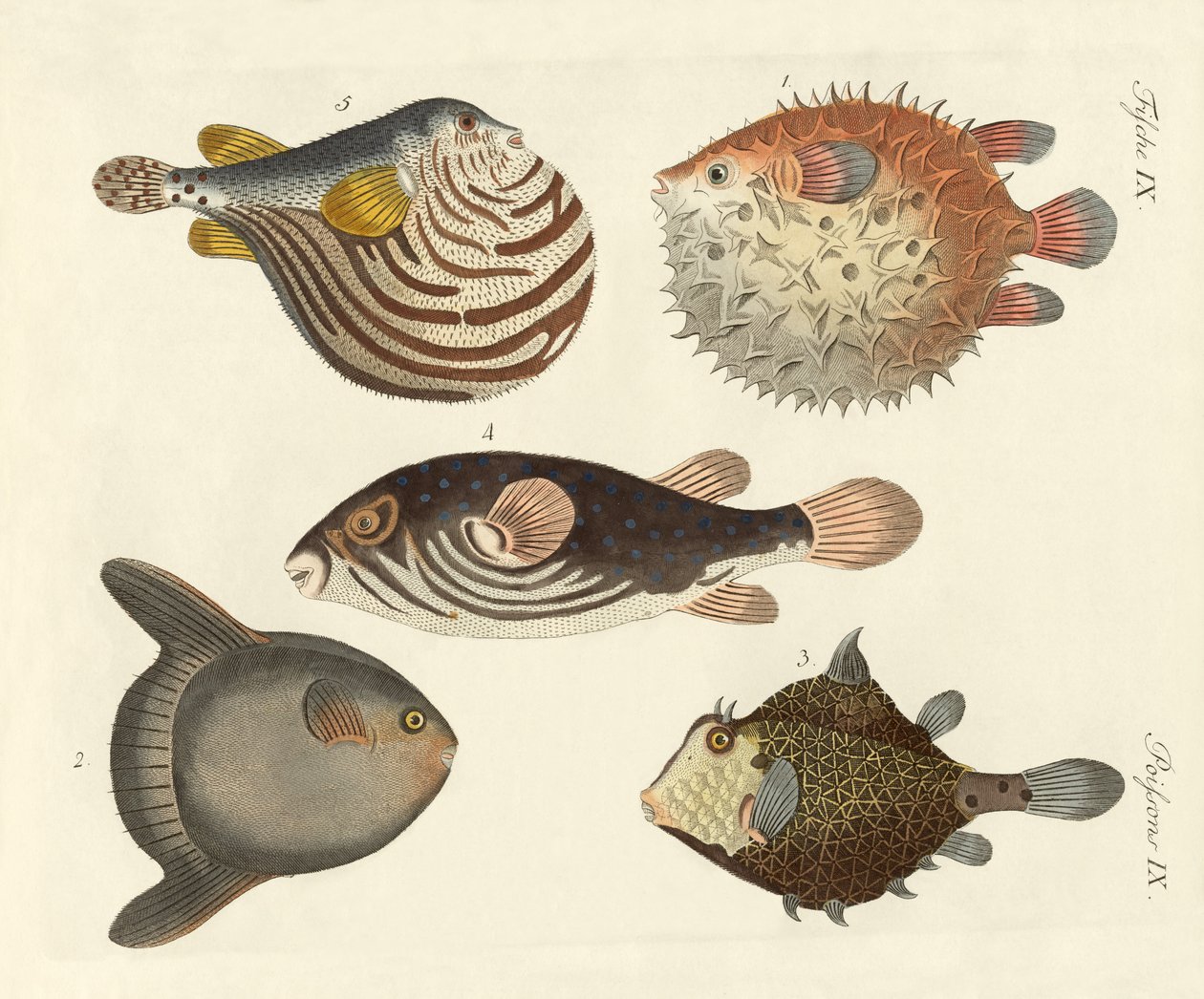 Peixe maravilhoso de German School
