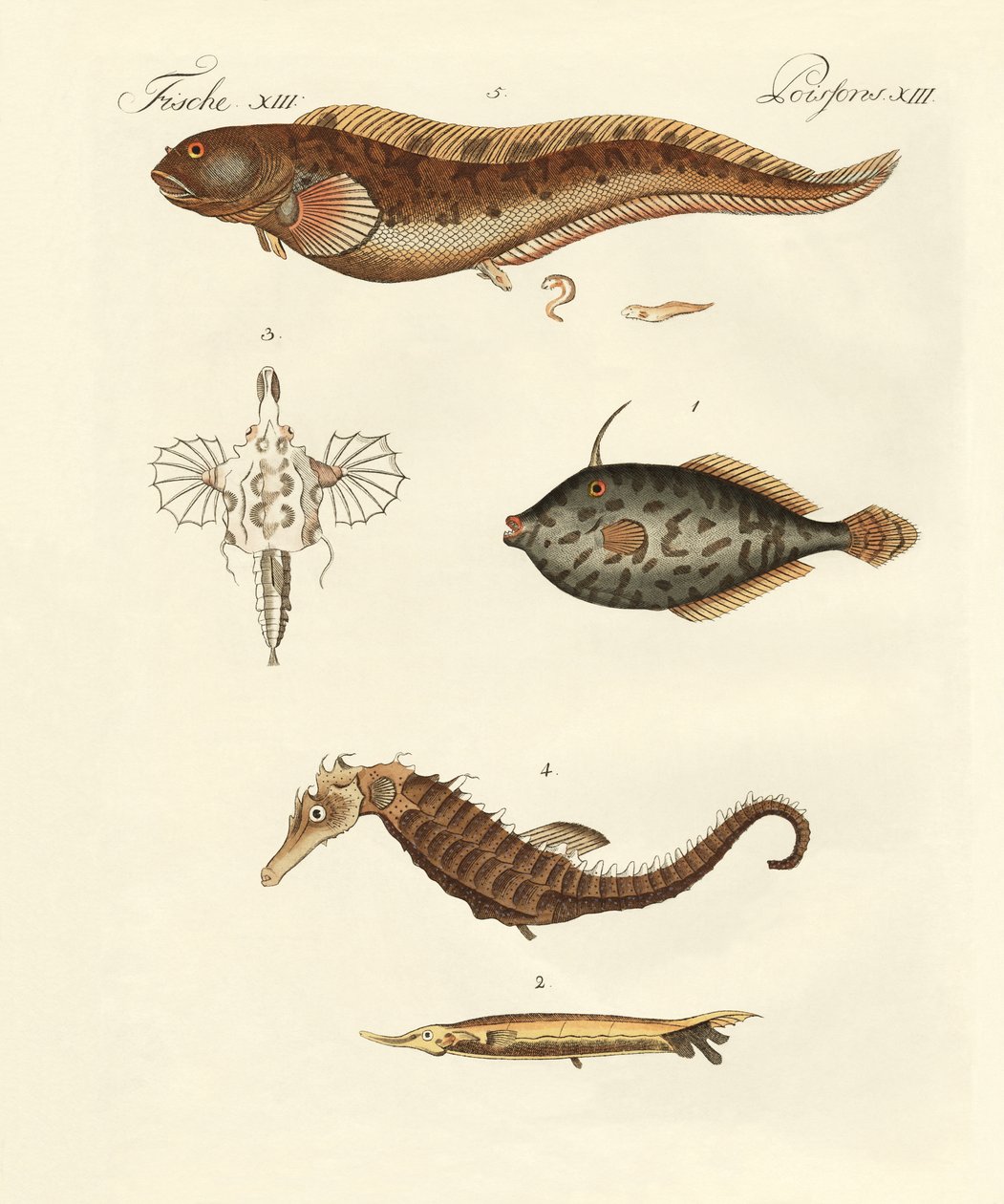 Peixe maravilhoso de German School