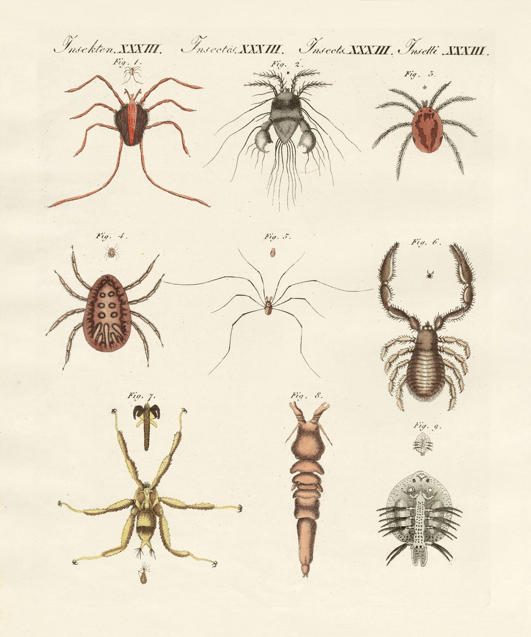Insetos maravilhosos (gravura colorida) de German School