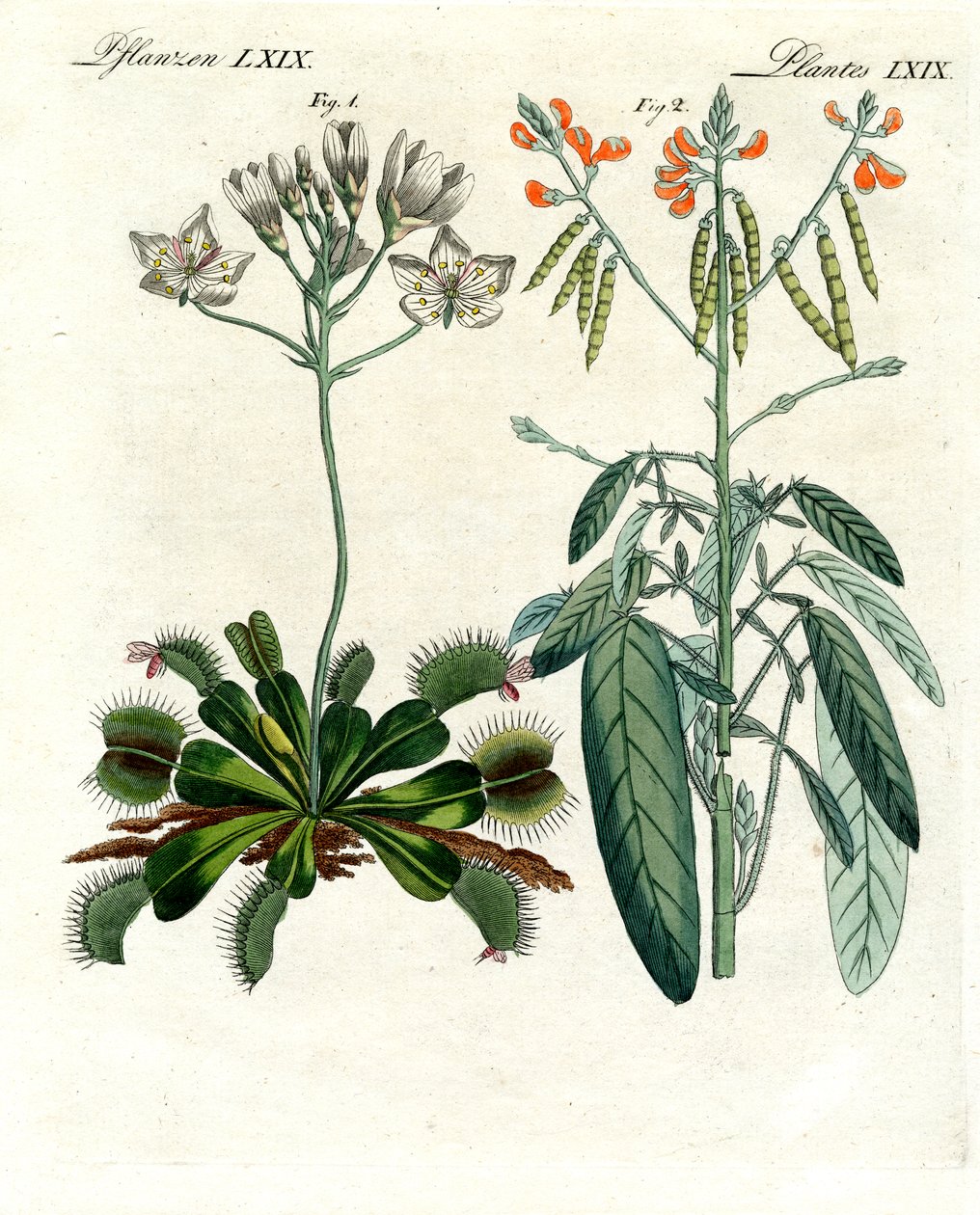 Plantas maravilhosas (gravura colorida) de German School