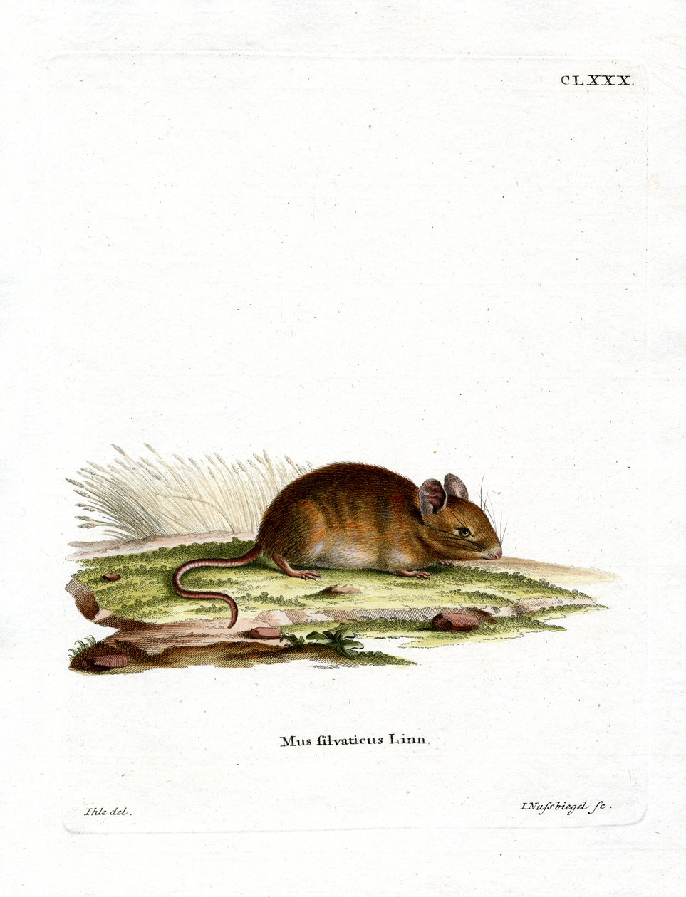 Rato de madeira (gravura a cores) de German School