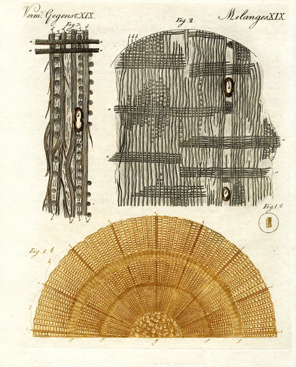 Anatomia de madeira de German School