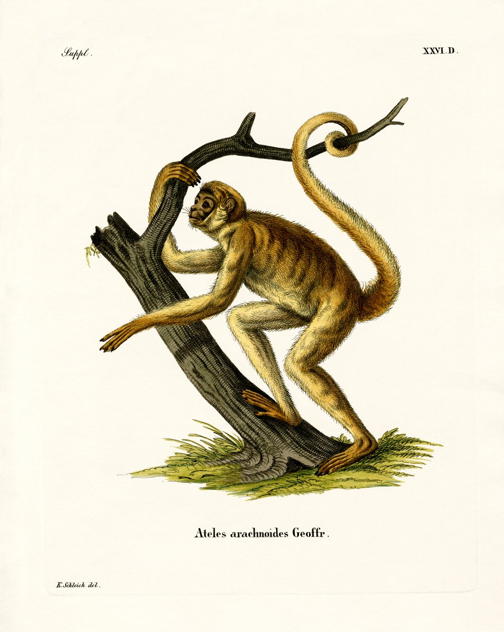 Macaco-aranha lanoso (gravação colorida) de German School
