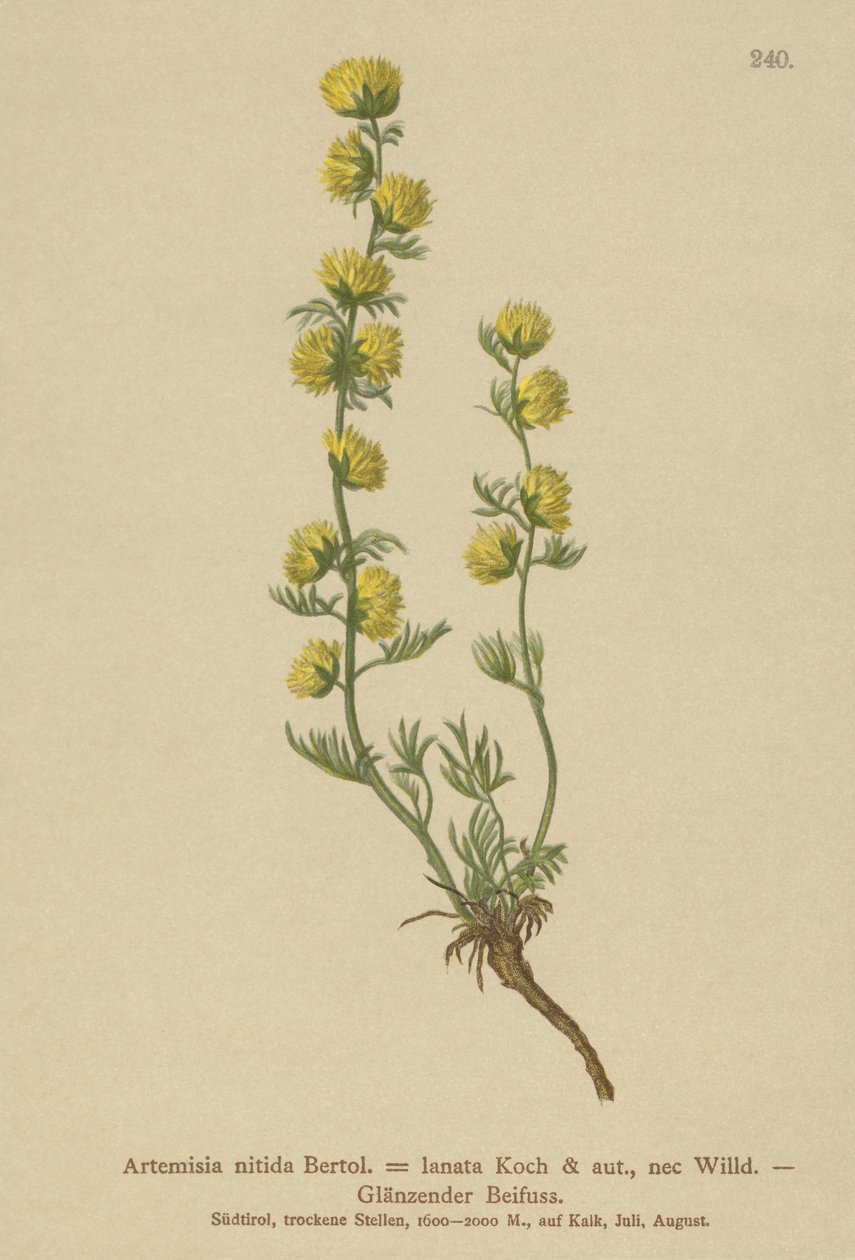 Absinto (Artemisia nitida, Artemisia lantana) de German School