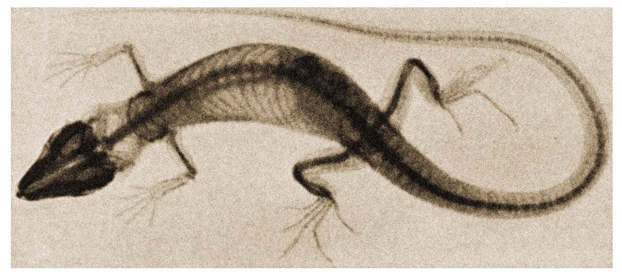 Raio X de um lagarto c.1890 de German School