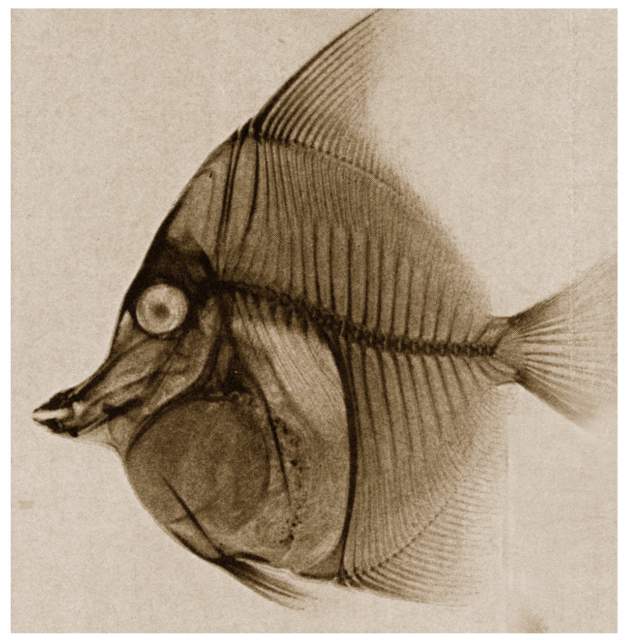 Raio X de um peixe c.1890 de German School