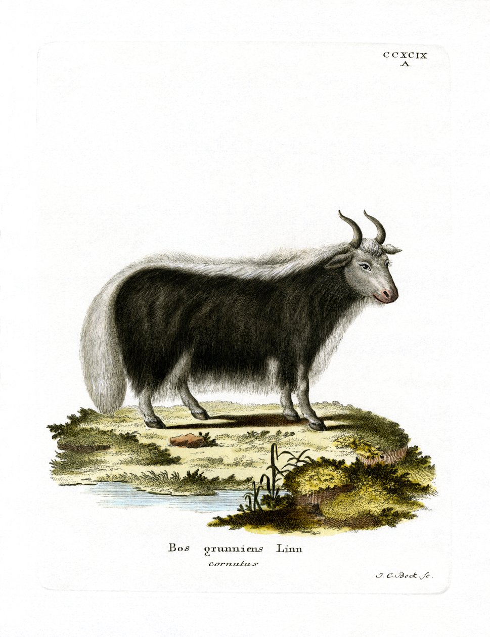 Yak (gravação a cores) de German School