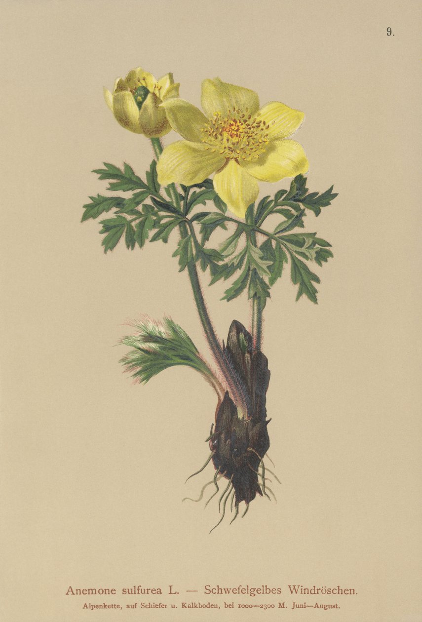 Anêmona Amarela (Anêmona sulfurea, Anemona sulphurea, Pulsatilla alpina) de German School