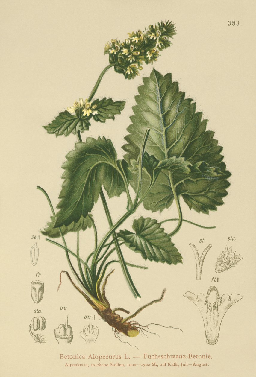 Betânia Amarela (Betonica Alopecurus, Stachys alopecuros) de German School