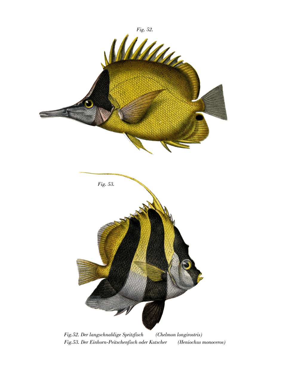 Yellow Longnose Butterflyfish (cor litho) de German School
