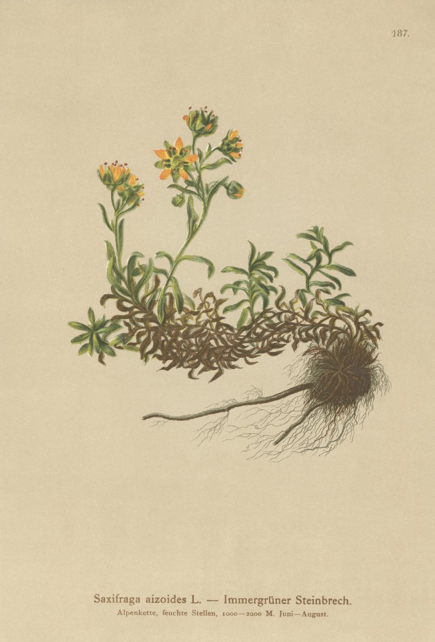 Saxifrage de montanha amarela (Saxifraga aizoides) de German School