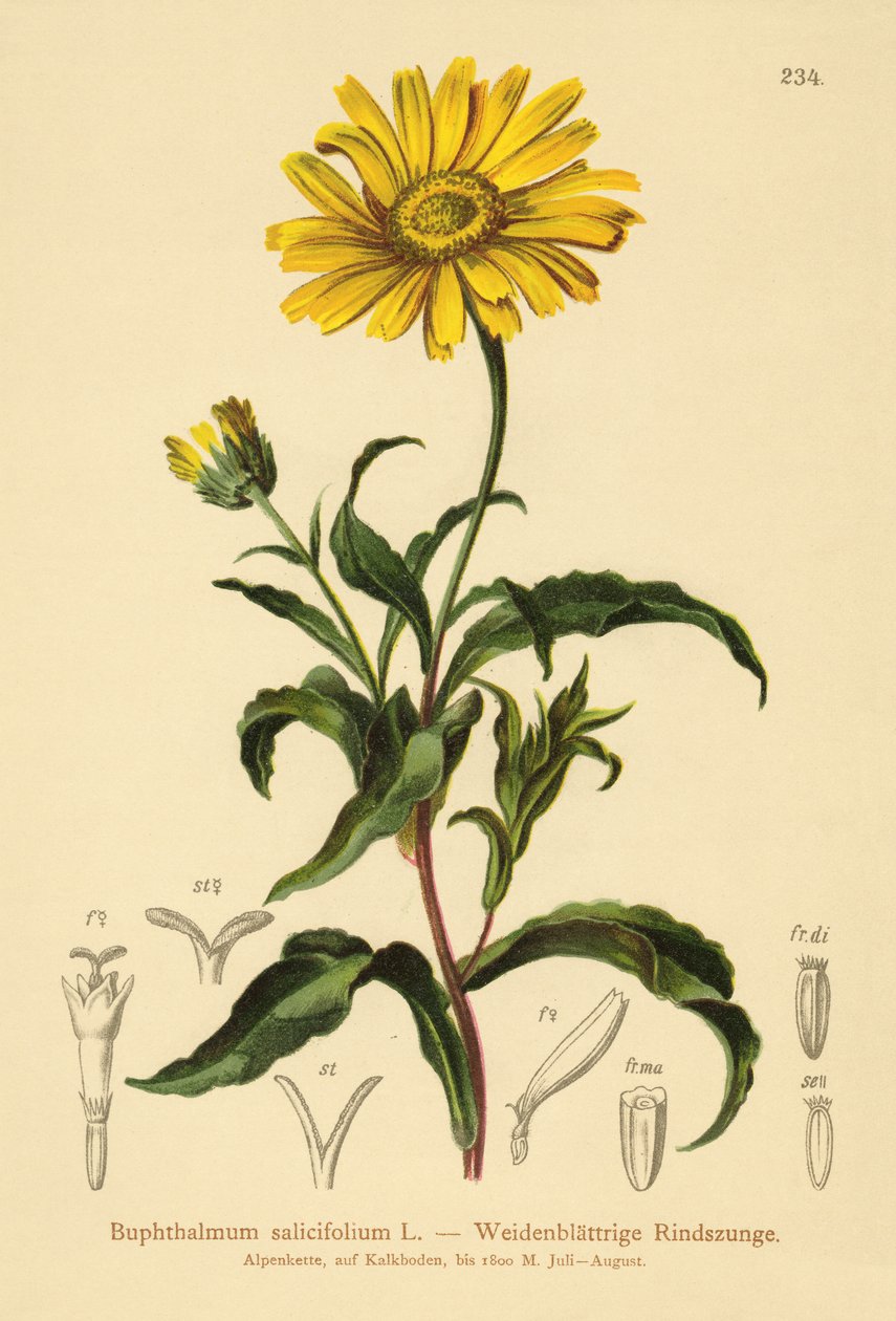 Boi-olho amarelo (Buphthalmum salicifolium) de German School