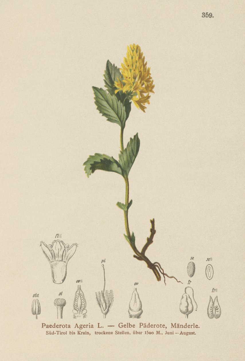Paederota amarela (Paederota Ageria, Paederota lutea) de German School