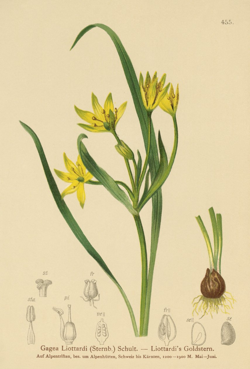 Estrela-de-Belém Amarela (Gagea Liottardi, Gagea lutea, Gagea fragifera, Ornithogalum mínimo var. Fragiferum, Gagea fistulosa subsp. Liotardii) de German School