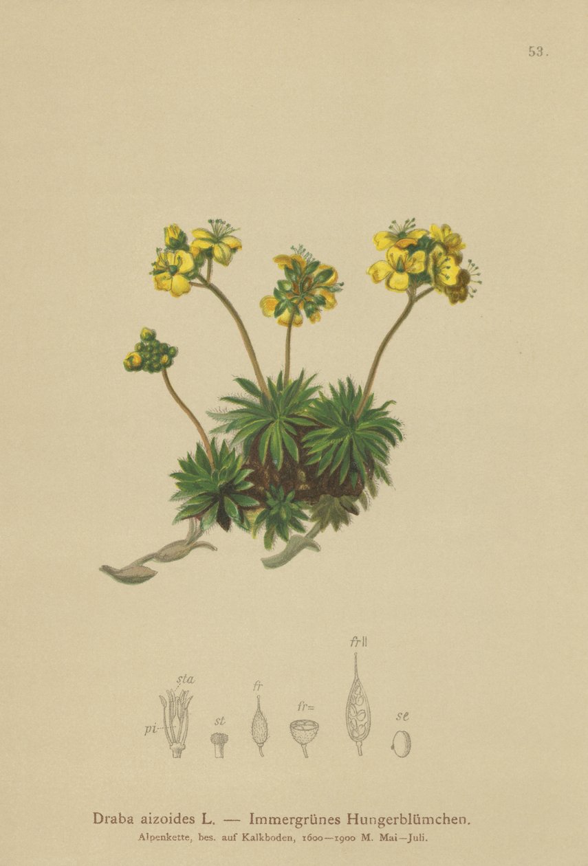 Whitlow-grama amarela (Draba aizoides) de German School