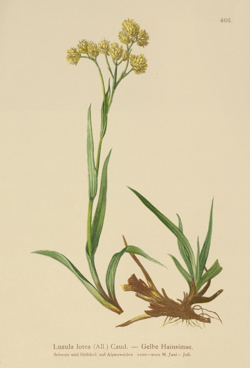 Corrimão de Madeira Amarelo (Luzula lutea) de German School