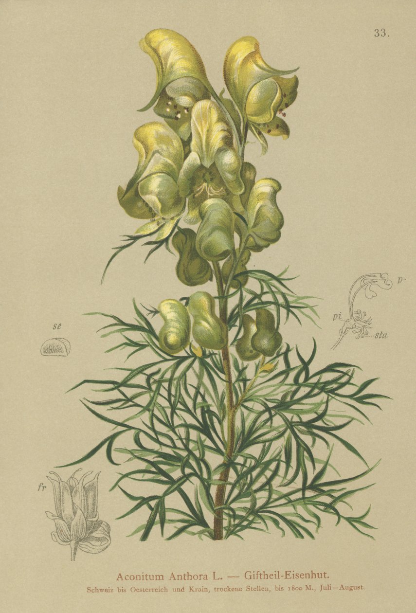 Monkshood amarelo (Aconitum anthora) de German School