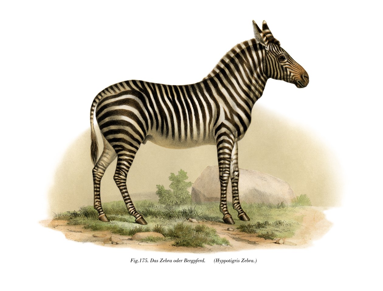Zebra, 1860 de German School
