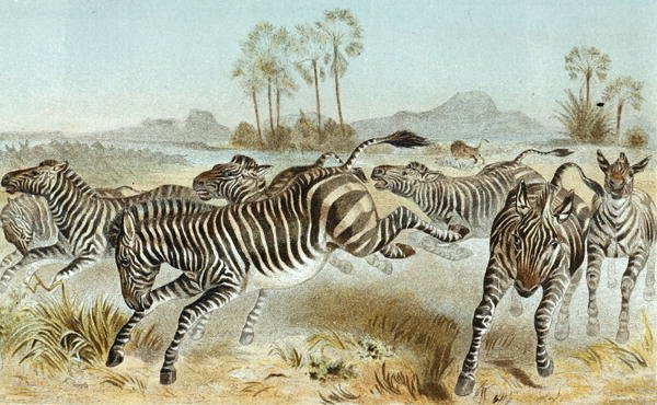 Zebra, prato de "Brehms Tierleben": Allgemeine Kunde des Tierreichs", vol 3, p. 81, publicado pelo Bibliographisches Institut de German School