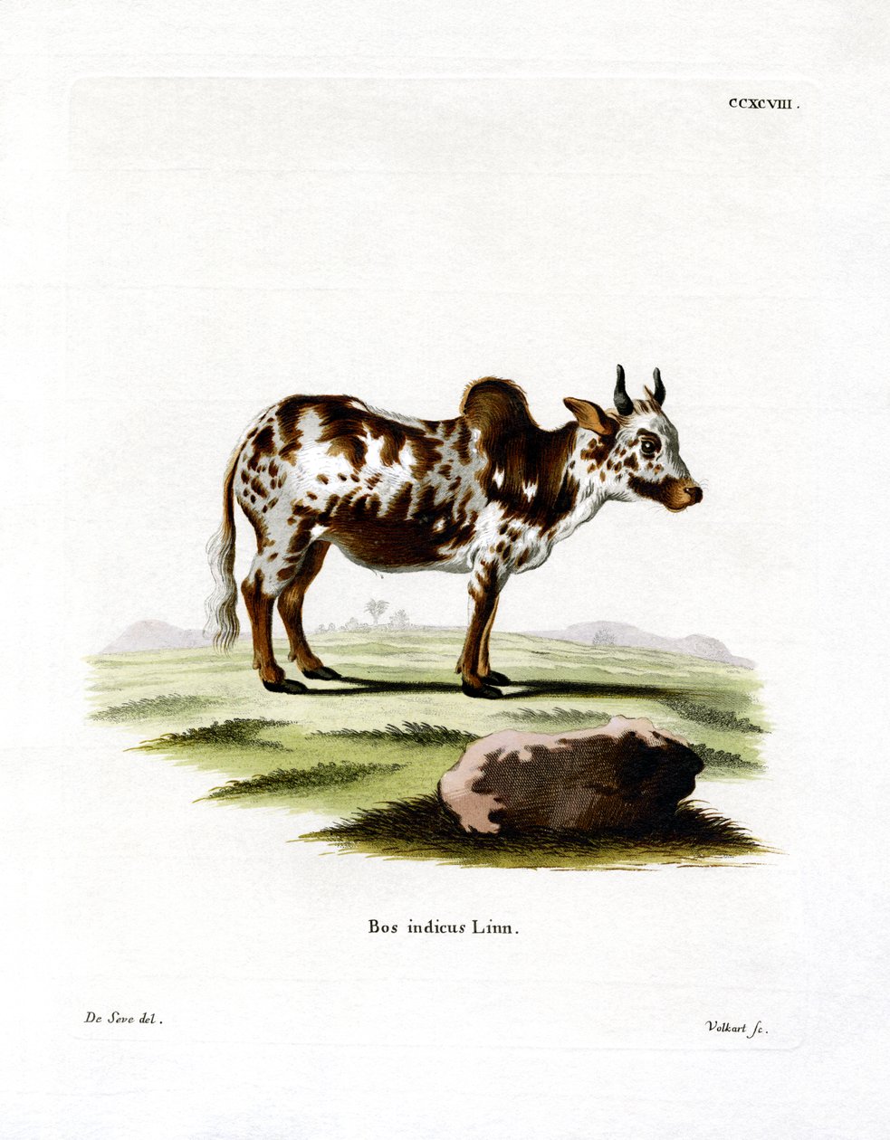 Zebu (gravação a cores) de German School