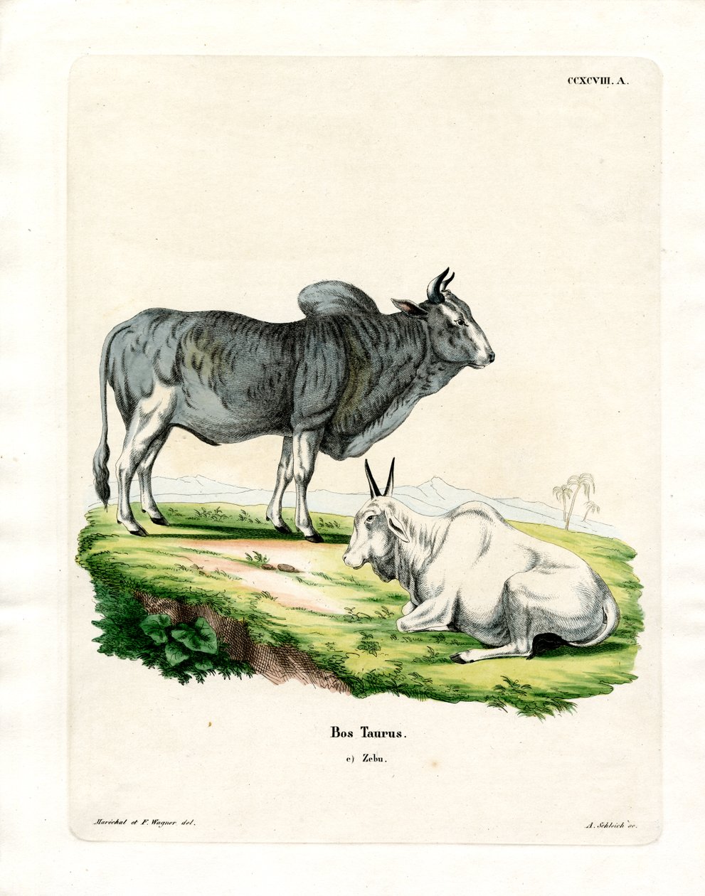Zebu (gravação a cores) de German School