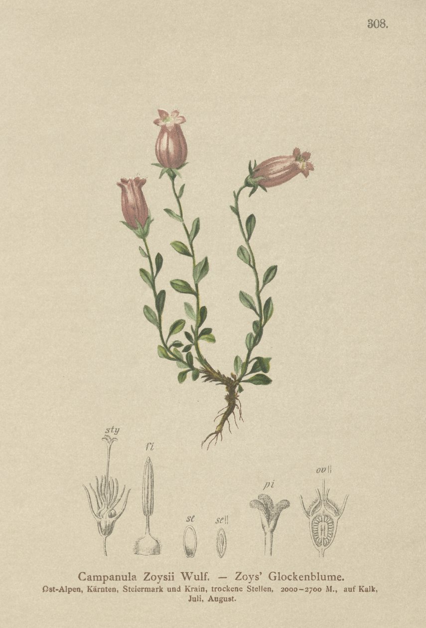 Zois Bellflower (Campanula Zoysii) de German School