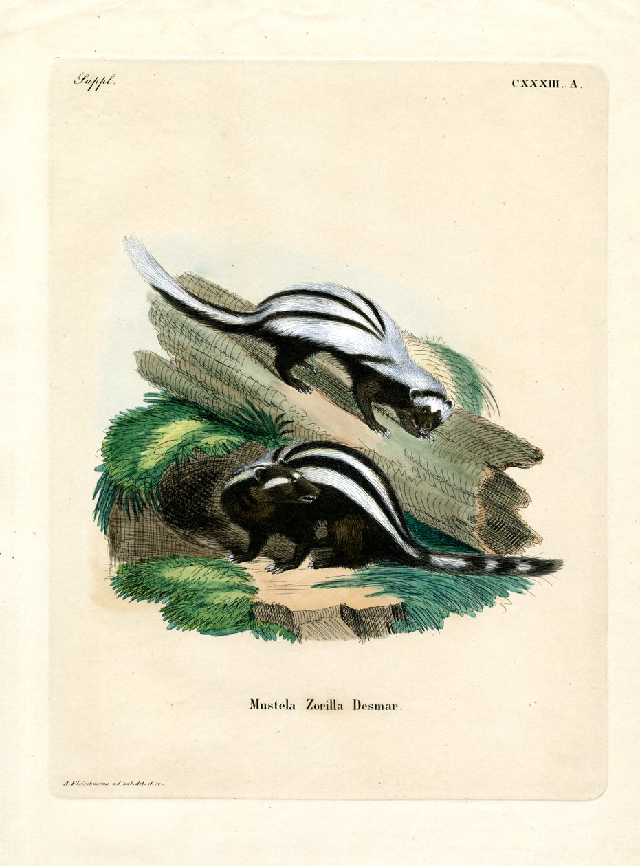 Zorilla (gravação a cores) de German School